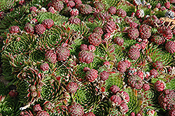 Red Beauty Hens And Chicks (Sempervivum 'Red Beauty') at Valley View Farms