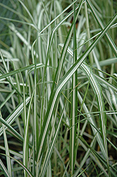 Avalanche Reed Grass (Calamagrostis x acutiflora 'Avalanche') at Valley View Farms