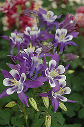 Winky Blue And White Columbine (Aquilegia 'Winky Blue And White') at Valley View Farms
