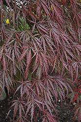 Tamukeyama Japanese Maple (Acer palmatum 'Tamukeyama') at Valley View Farms