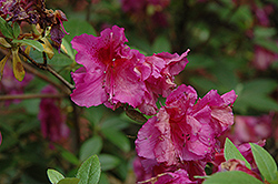 Corsage Azalea (Rhododendron 'Corsage') at Valley View Farms