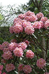 Scintillation Rhododendron (Rhododendron 'Scintillation') at Valley View Farms
