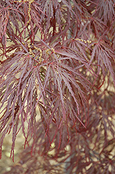 Garnet Cutleaf Japanese Maple (Acer palmatum 'Garnet') at Valley View Farms