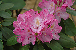 English Roseum Rhododendron (Rhododendron catawbiense 'English Roseum') at Valley View Farms