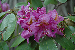 Lee's Dark Purple Rhododendron (Rhododendron catawbiense 'Lee's Dark Purple') at Valley View Farms