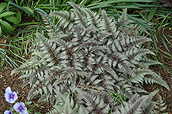 Burgundy Lace Painted Fern (Athyrium nipponicum 'Burgundy Lace') at Valley View Farms