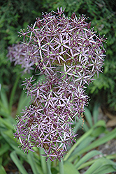 Star Of Persia Onion (Allium christophii) at Valley View Farms