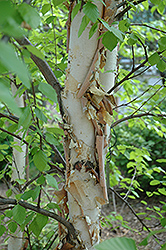 Heritage River Birch (Betula nigra 'Heritage') at Valley View Farms