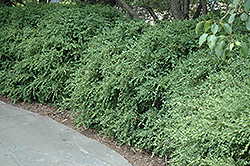 Wintergreen Boxwood (Buxus microphylla 'Wintergreen') at Valley View Farms
