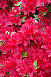 Hino Crimson Azalea (Rhododendron 'Hino Crimson') at Valley View Farms