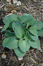 Blue Mouse Ears Hosta (Hosta 'Blue Mouse Ears') at Valley View Farms