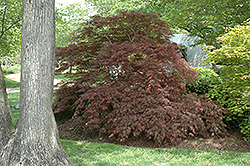 Garnet Cutleaf Japanese Maple (Acer palmatum 'Garnet') at Valley View Farms
