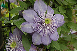 Blue Light Clematis (Clematis 'Blue Light') at Valley View Farms