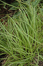 Gold Fountains Sedge (Carex dolichostachya 'Gold Fountains') at Valley View Farms