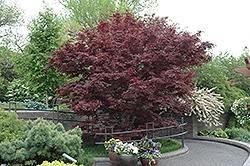 Bloodgood Japanese Maple (Acer palmatum 'Bloodgood') at Valley View Farms