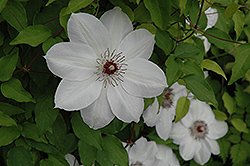 Henryi Hybrid Clematis (Clematis 'Henryi') at Valley View Farms