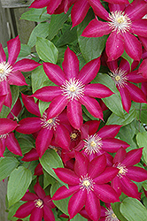 Bourbon Clematis (Clematis 'Bourbon') at Valley View Farms