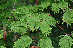 Cutleaf Fullmoon Maple (Acer japonicum 'Aconitifolium') at Valley View Farms