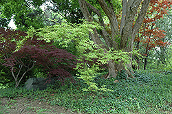 Sagara Nishiki Japanese Maple (Acer palmatum 'Sagara Nishiki') at Valley View Farms