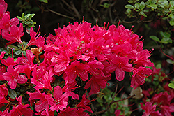 Hino Crimson Azalea (Rhododendron 'Hino Crimson') at Valley View Farms