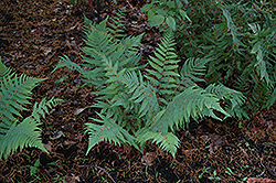 Dixie Wood Fern (Dryopteris x australis) at Valley View Farms