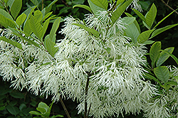 White Fringetree (Chionanthus virginicus) at Valley View Farms