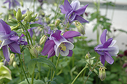 Songbird Bunting Columbine (Aquilegia 'Bunting') at Valley View Farms