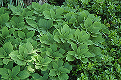 Allegheny Spurge (Pachysandra procumbens) at Valley View Farms