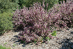 Java Red Weigela (Weigela florida 'Java Red') at Valley View Farms