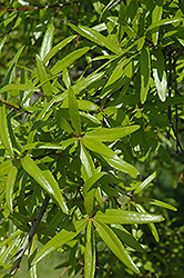 Willow Oak (Quercus phellos) at Valley View Farms