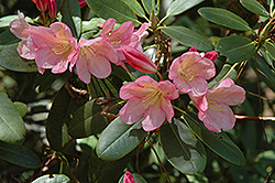 Bali Rhododendron (Rhododendron 'Bali') at Valley View Farms