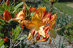 Arneson Gem Azalea (Rhododendron 'Arneson Gem') at Valley View Farms