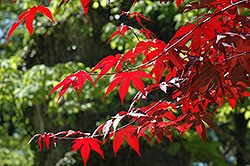 Emperor I Japanese Maple (Acer palmatum 'Wolff') at Valley View Farms