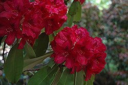 Francesca Rhododendron (Rhododendron 'Francesca') at Valley View Farms