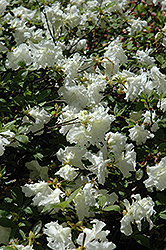 Helen Curtis Azalea (Rhododendron 'Helen Curtis') at Valley View Farms