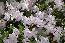 Madame Butterfly Azalea (Rhododendron 'Madame Butterfly') at Valley View Farms