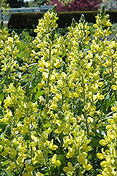 False Lupine (Thermopsis montana) at Valley View Farms