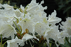 Cunningham White Rhododendron (Rhododendron 'Cunningham White') at Valley View Farms