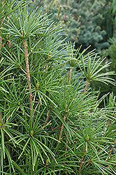 Wintergreen Umbrella Pine (Sciadopitys verticillata 'Wintergreen') at Valley View Farms