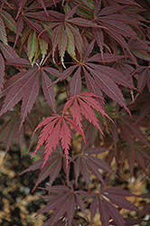 Burgundy Lace Japanese Maple (Acer palmatum 'Burgundy Lace') at Valley View Farms