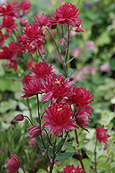 Clementine Red Columbine (Aquilegia vulgaris 'Clementine Red') at Valley View Farms