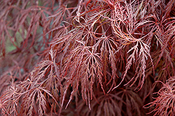 Crimson Queen Japanese Maple (Acer palmatum 'Crimson Queen') at Valley View Farms