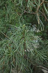Twisted White Pine (Pinus strobus 'Contorta') at Valley View Farms