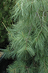 Weeping White Pine (Pinus strobus 'Pendula') at Valley View Farms
