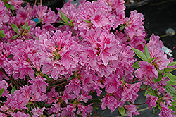 Purple Splendor Azalea (Rhododendron 'Purple Splendor') at Valley View Farms