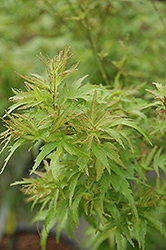 Kamagata Japanese Maple (Acer palmatum 'Kamagata') at Valley View Farms