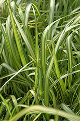 El Dorado Feather Reed Grass (Calamagrostis x acutiflora 'El Dorado') at Valley View Farms