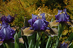 Blueberry Tart Iris (Iris 'Blueberry Tart') at Valley View Farms