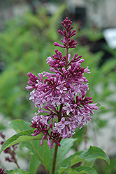 Royalty Lilac (Syringa x prestoniae 'Royalty') at Valley View Farms