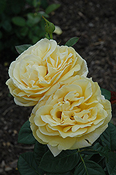 Michelangelo Rose (Rosa 'Michelangelo') at Valley View Farms